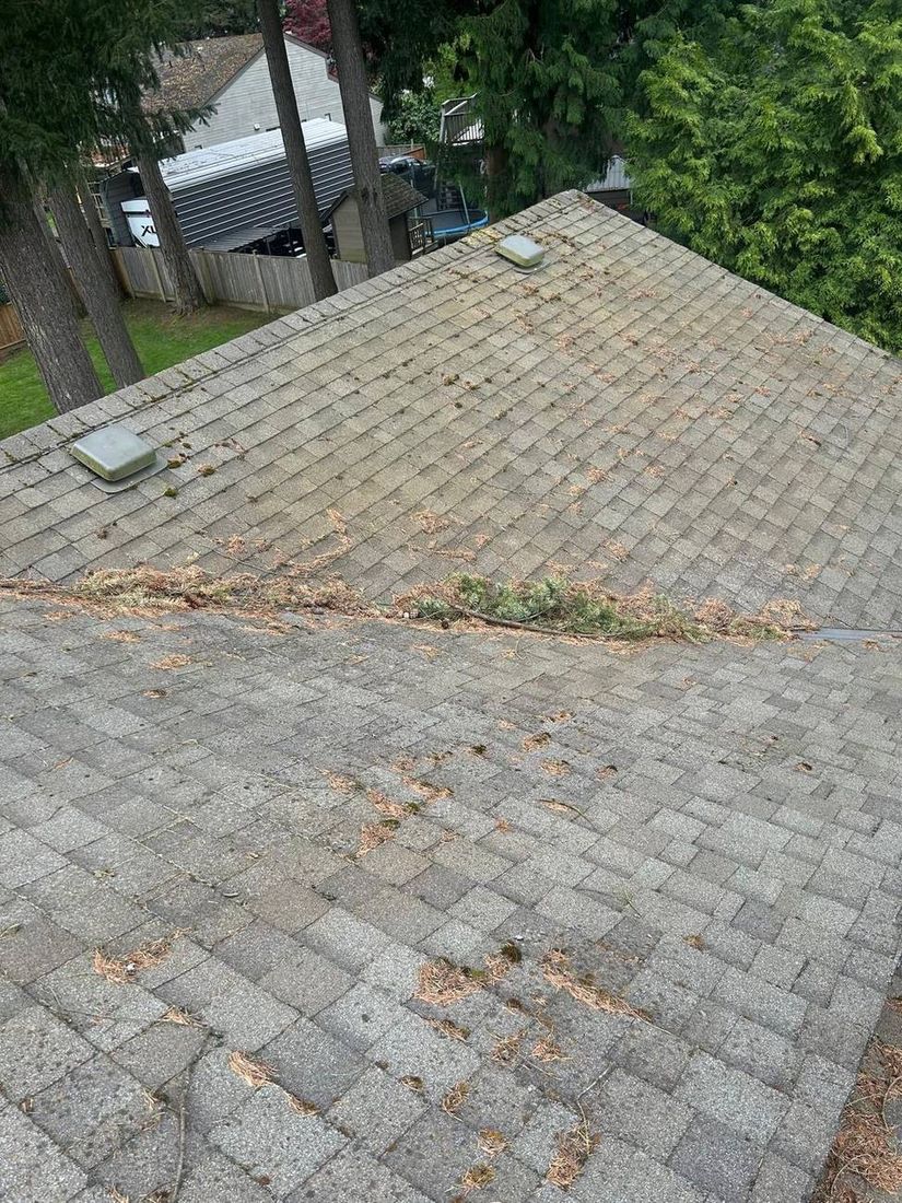 Roof before cleaning, covered in needles and debris